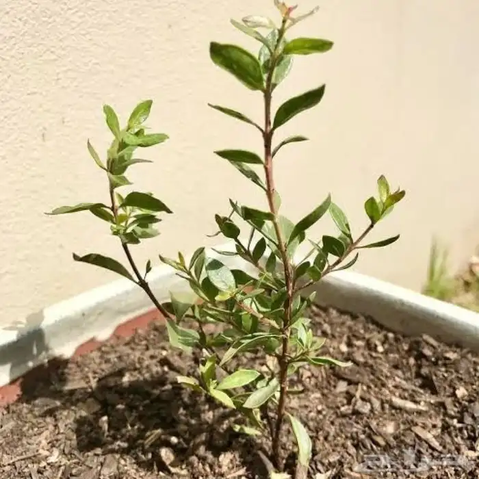 بذور الحناء شجرة الحناء للبيع 0