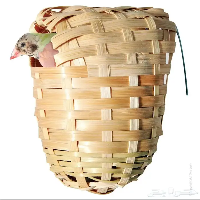 متجر Modi Birds للحيونات الاليفه 40