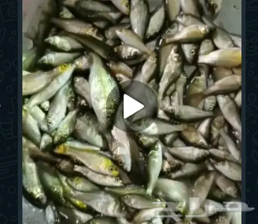 سمك حي سمك بلطي سمك كارب سمك صغير سمك كبسر 0