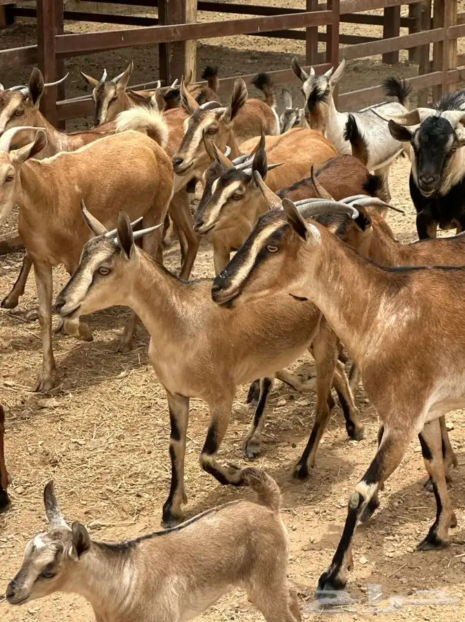 ماعز يمني لون الصيد مراح فاخر -المزاحمية- 3