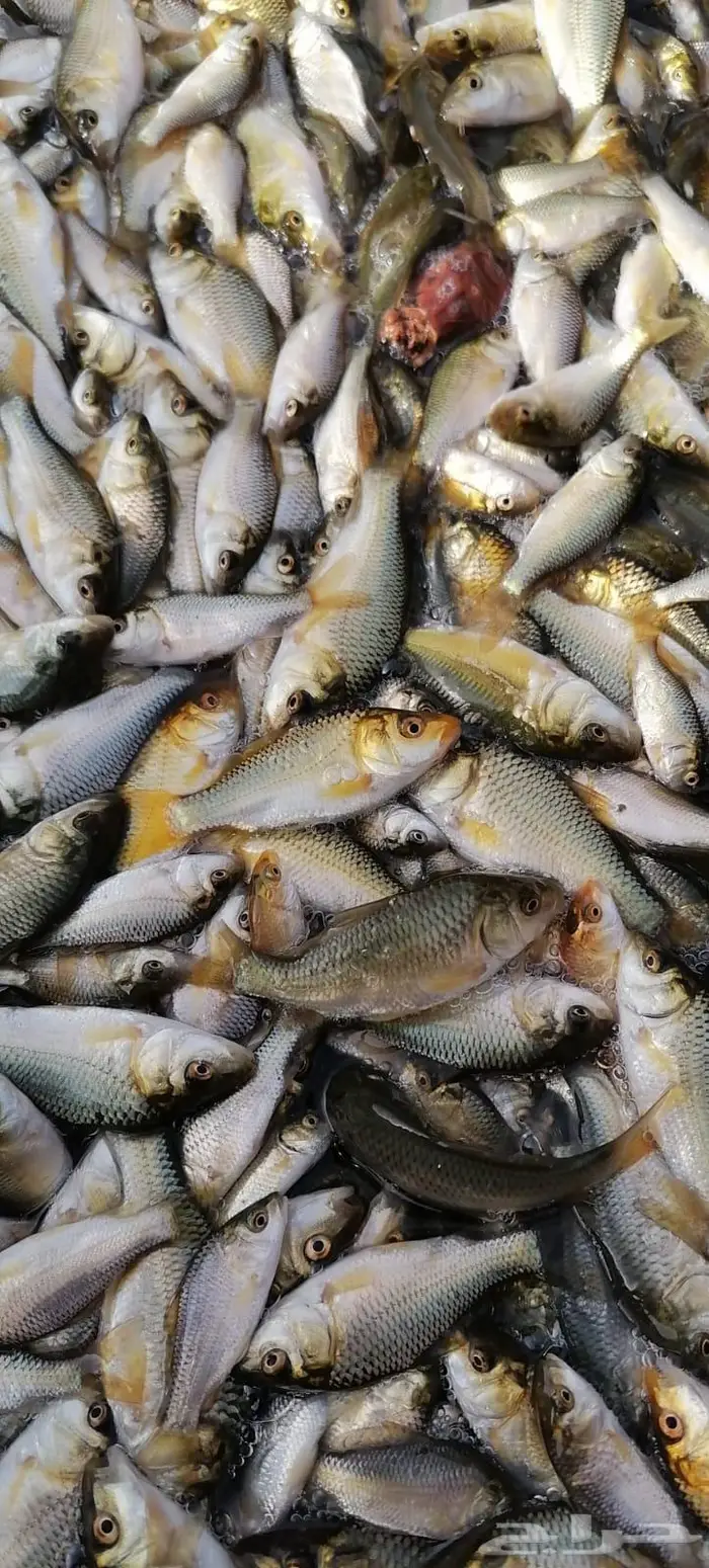 سمك حي سمك بلطي سمك كارب سمك صغير سمك كبسر 9