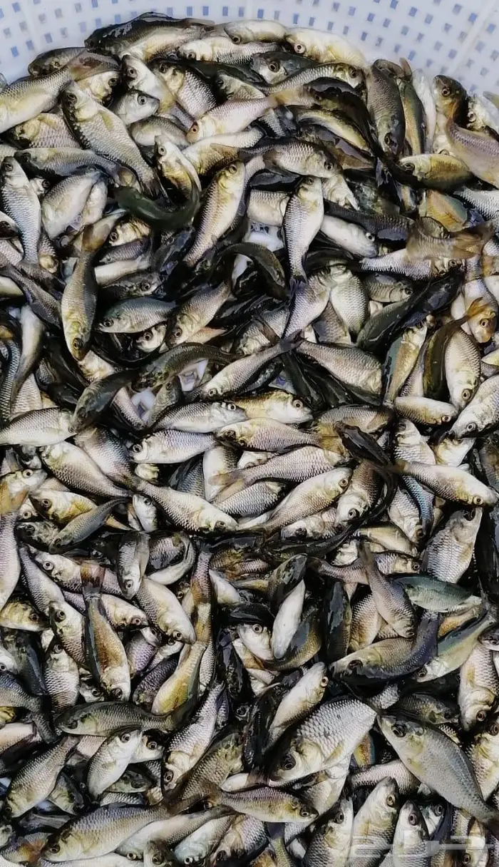 سمك حي سمك بلطي سمك كارب سمك صغير سمك كبسر 1