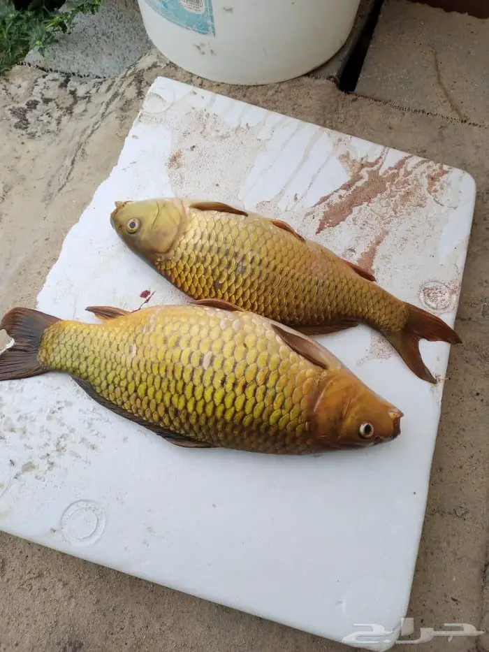 سمك حي سمك بلطي سمك كارب سمك صغير سمك كبسر 7