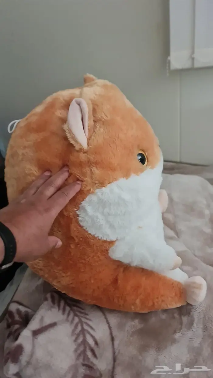 في الباحه العقيق للبيع دمية للبيع 0