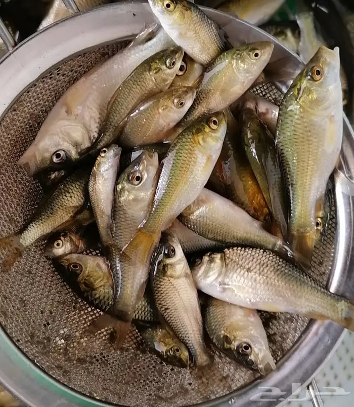 سمك حي سمك بلطي سمك كارب سمك صغير سمك كبسر 6