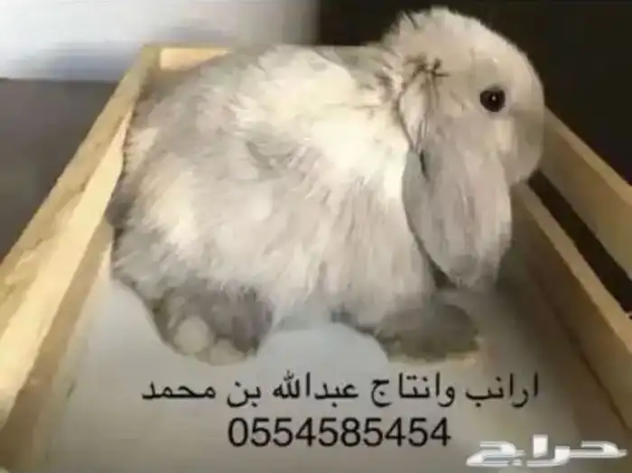 ارانب 5