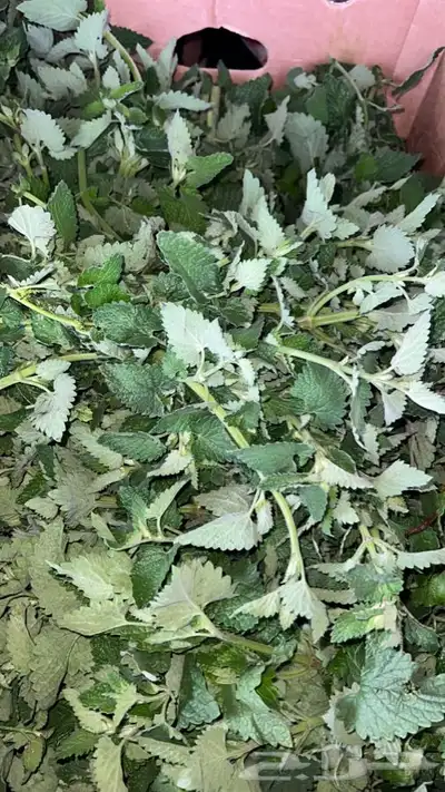 توجد عطريات شاهي عطره ودوش(بردقوش)وشيع 2