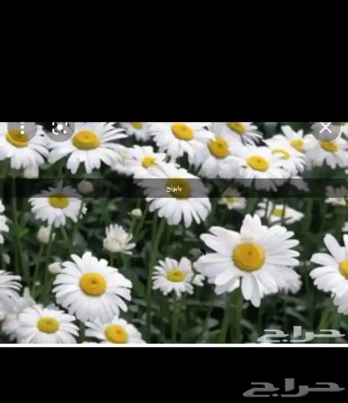 عرض بذور بريه وموسميه كيس بذر مشكل اكثر 6000 بذره ب50 ريال 21