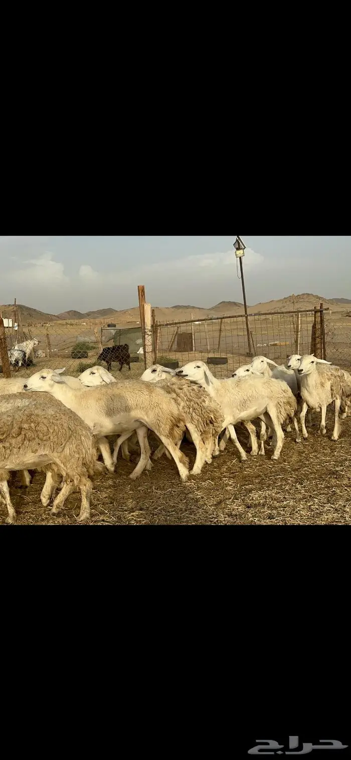 رخال حريات حرش صنف 1