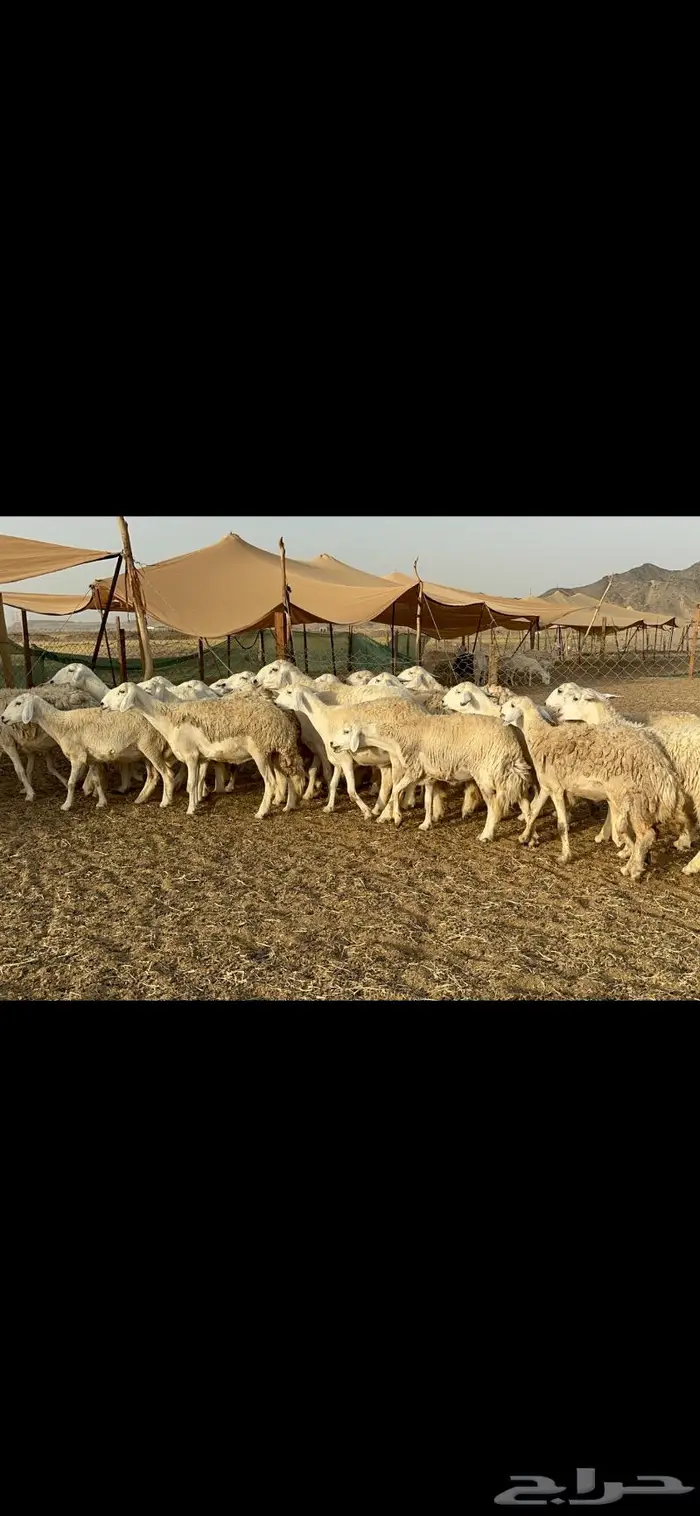 رخال حريات حرش صنف 2