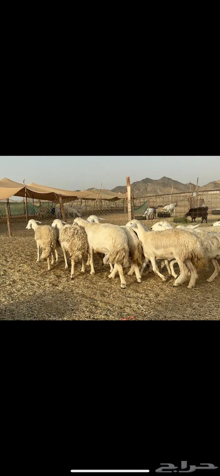 رخال حريات حرش صنف 3