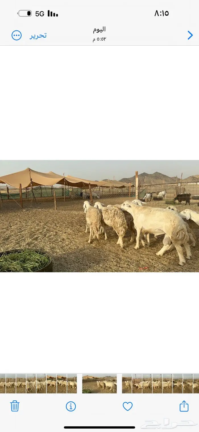 رخال حريات حرش صنف 4