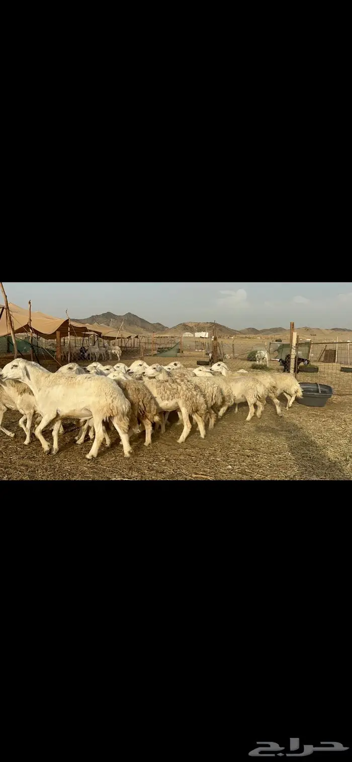 رخال حريات حرش صنف 7