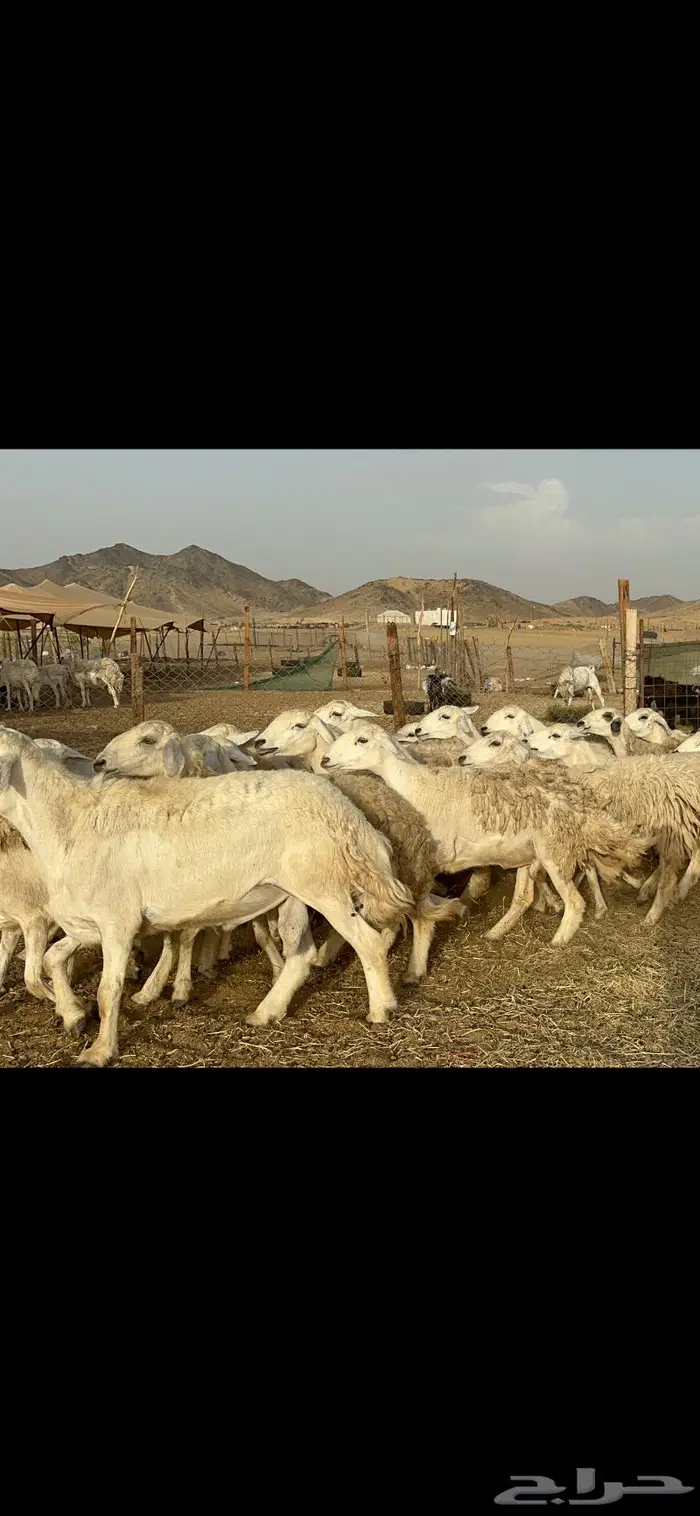 رخال حريات حرش صنف 8