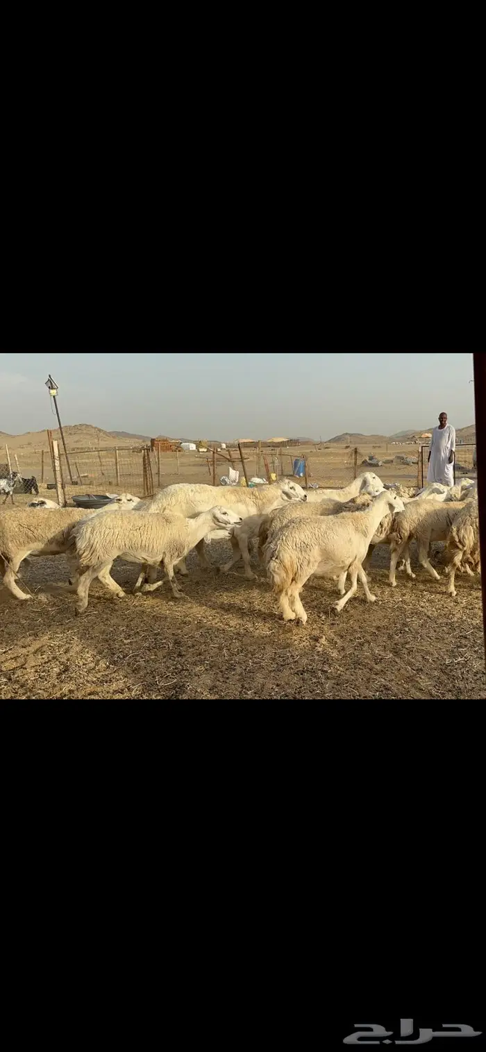 رخال حريات حرش صنف 9