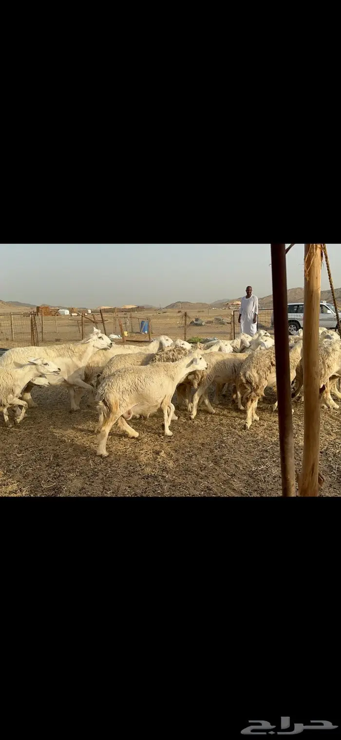 رخال حريات حرش صنف 10