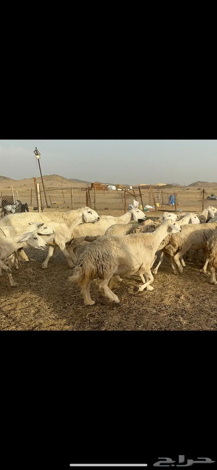 رخال حريات حرش صنف 11