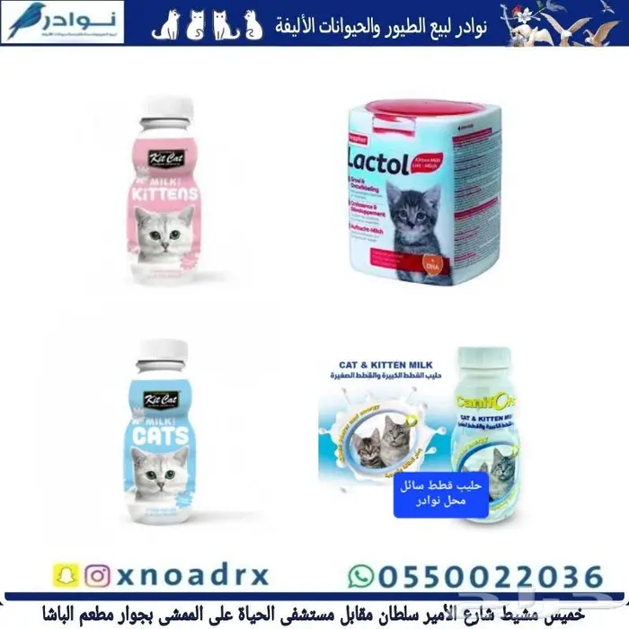 داري فود قطط وجميع مستلزماتها نوادر 10