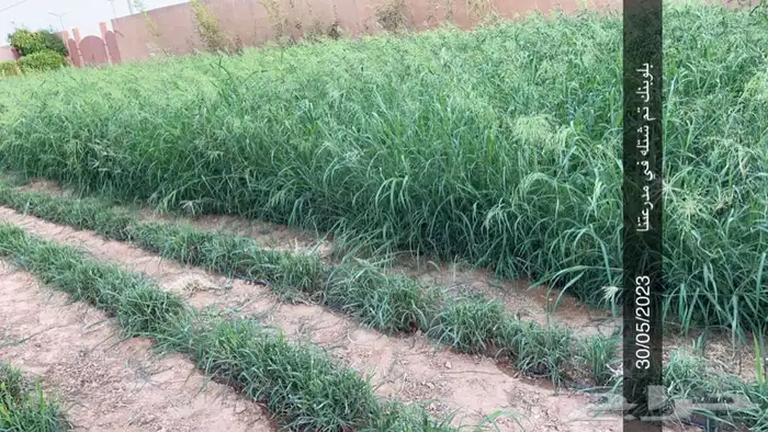 شتلات بلوبنك 1