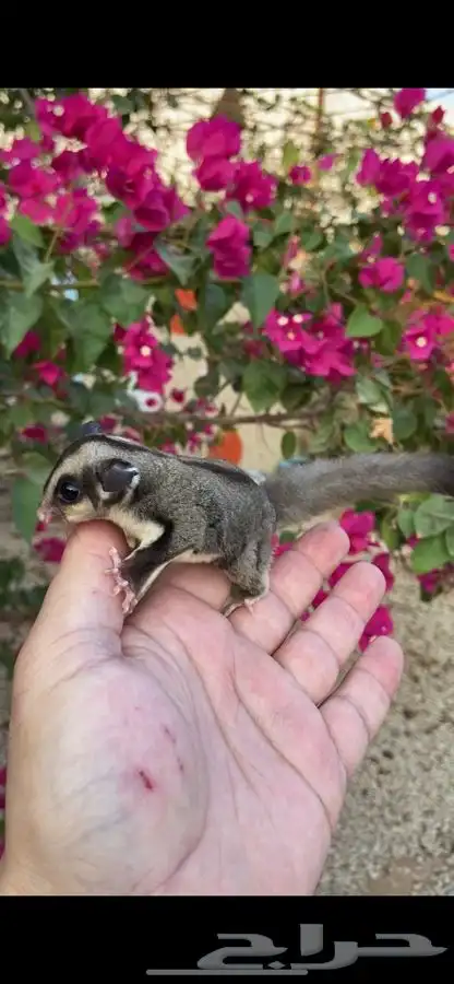 سناجب طائره اليفه ماتعرف العض 2