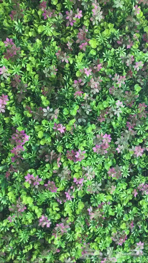 عشب جداري عرض خاص 15