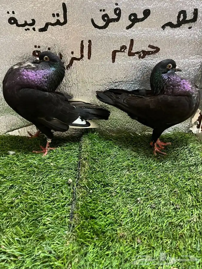 حمام نفاخ امستردام 0