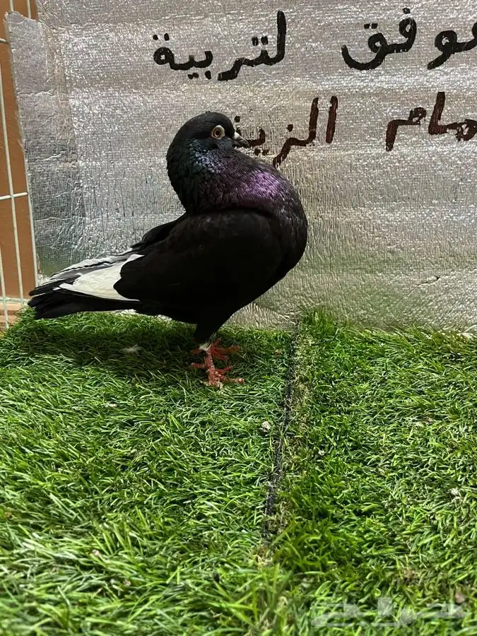 حمام نفاخ امستردام 4
