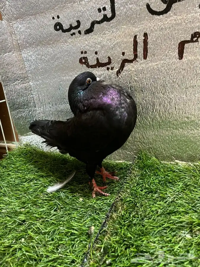 حمام نفاخ امستردام 1