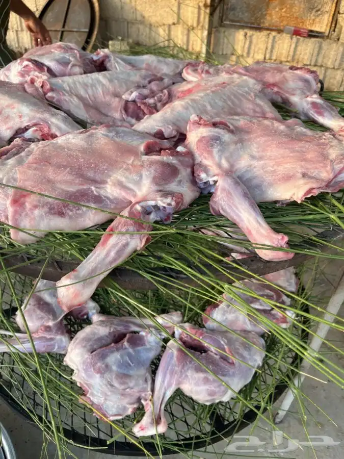 حنيذ بالمرخ طليان وتيوس 0