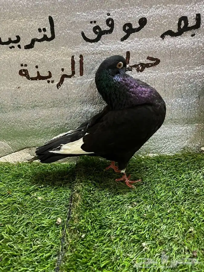 حمام نفاخ امستردام 7
