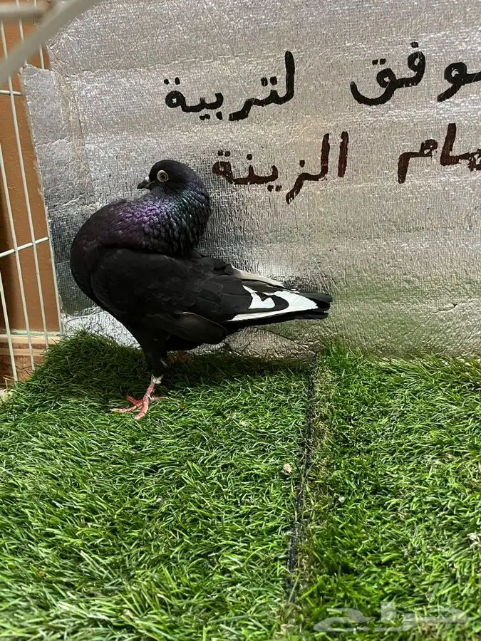 حمام نفاخ امستردام 10
