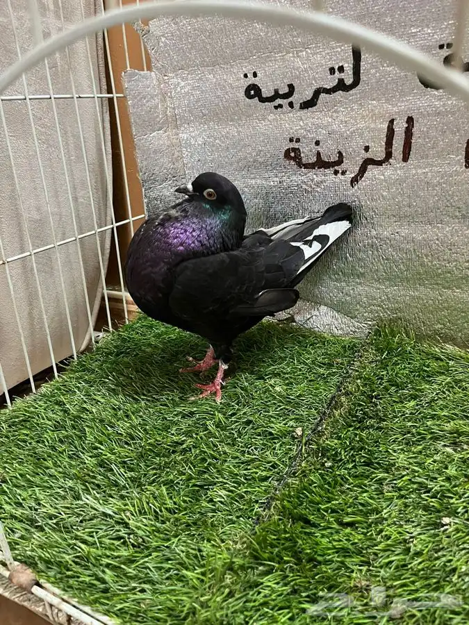 حمام نفاخ امستردام 9