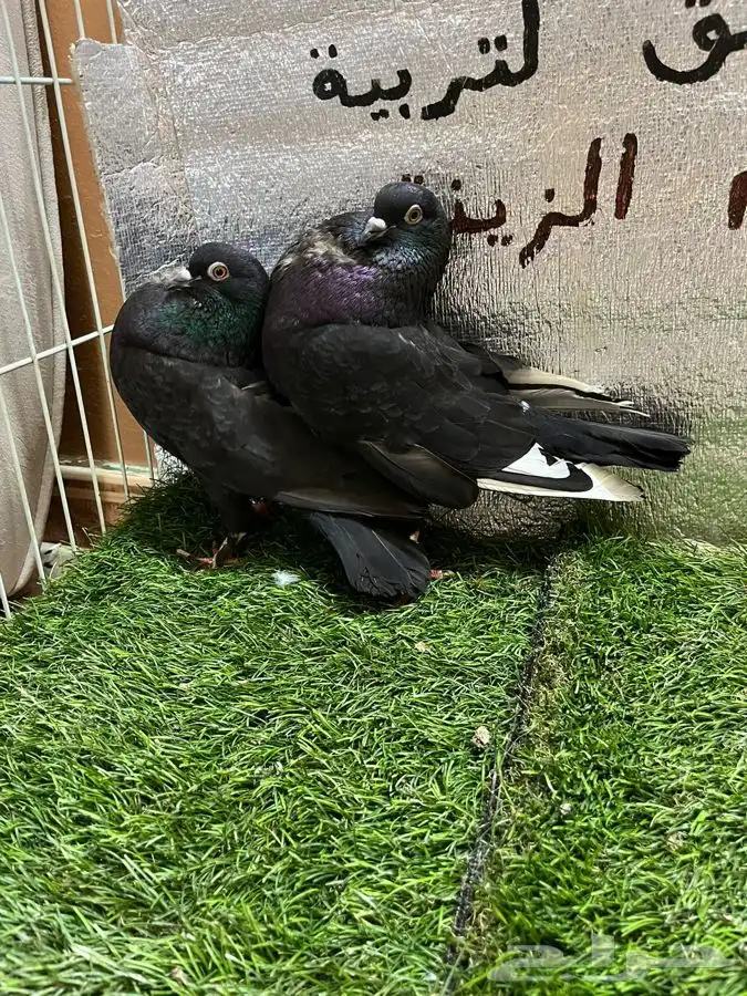 حمام نفاخ امستردام 8