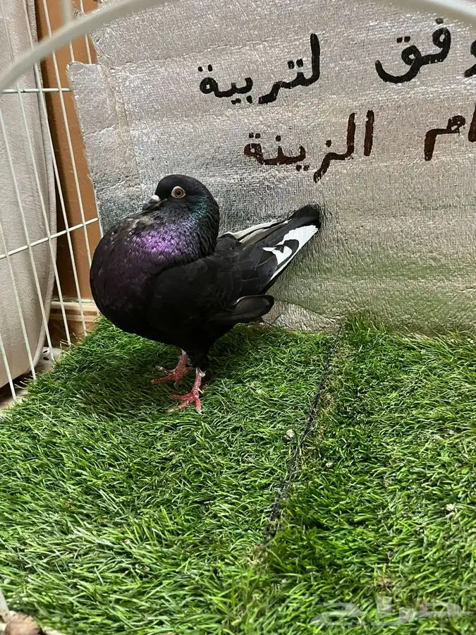 حمام نفاخ امستردام 3
