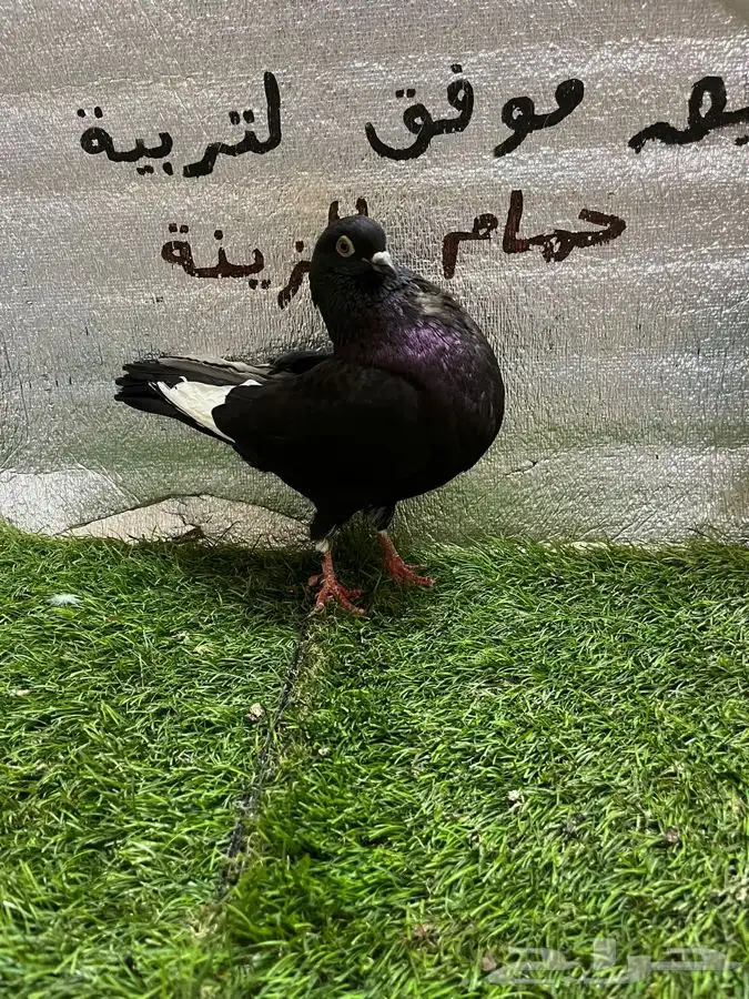 حمام نفاخ امستردام 2