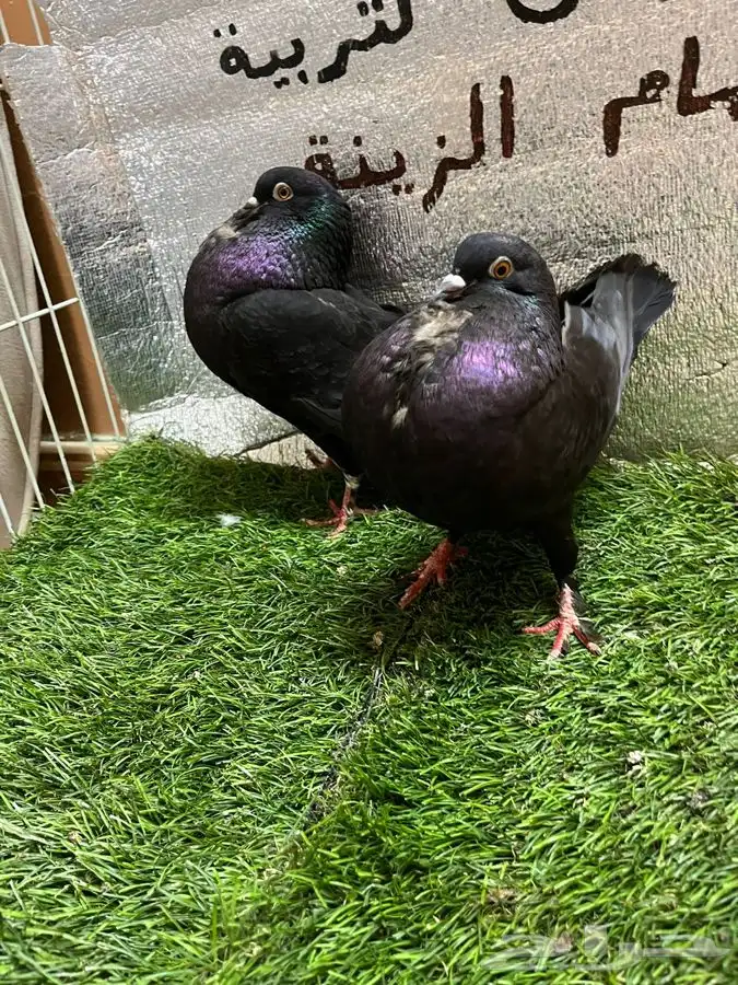 حمام نفاخ امستردام 6