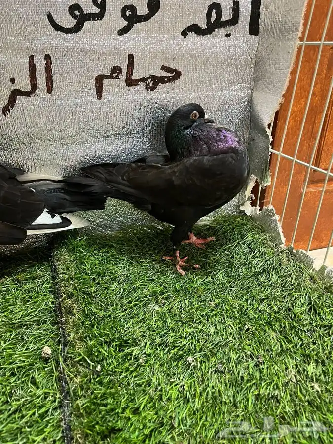 حمام نفاخ امستردام 5