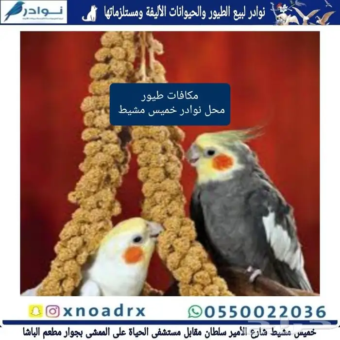 جديد مستلزمات طيور وقطط وهامستر وسلاحف نوادر 69