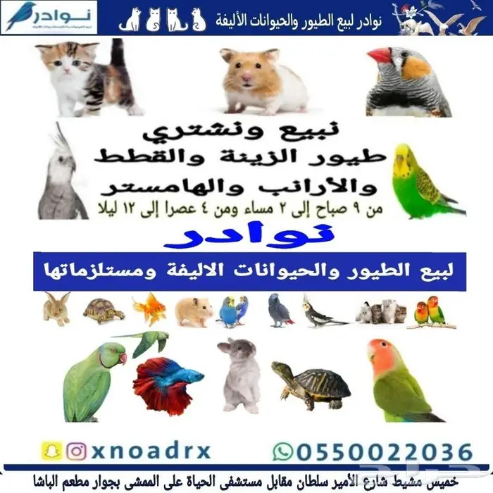 جديد مستلزمات طيور وقطط وهامستر وسلاحف نوادر 60