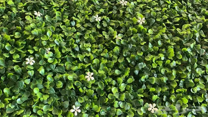 عشب جداري عرض خاص 0