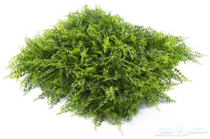 عشب جداري عرض خاص 14