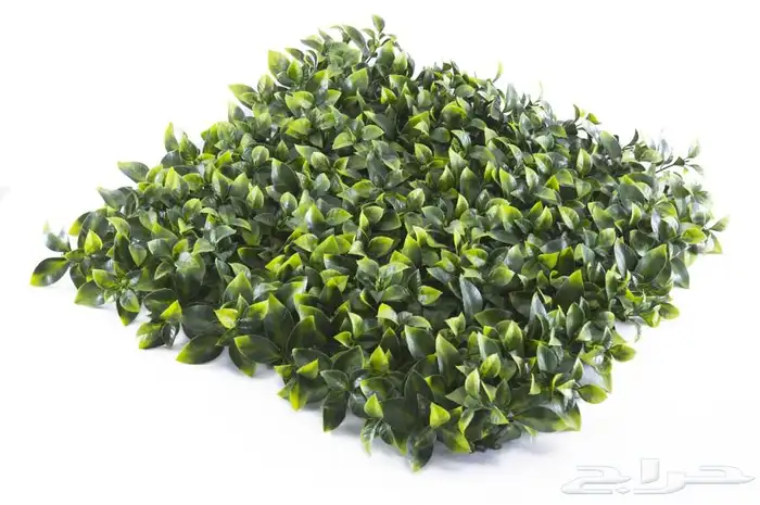 عشب جداري عرض خاص 6
