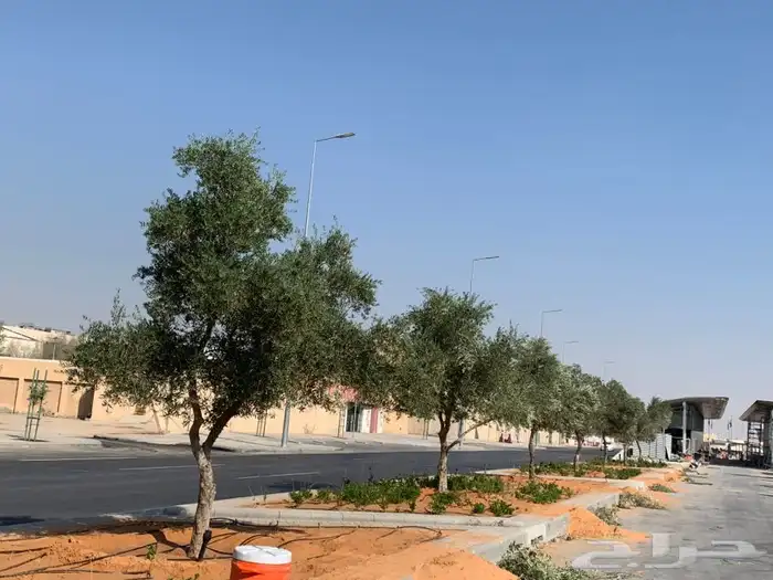 زيتون 1