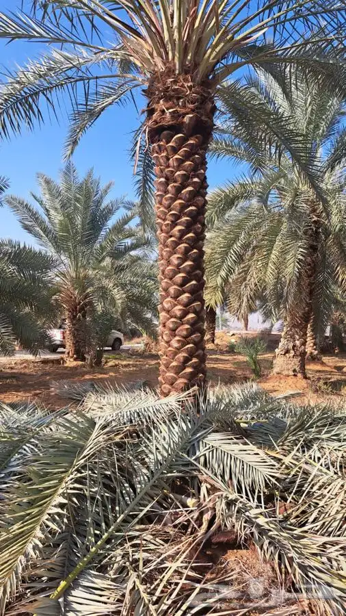 زراعه نخيل 9