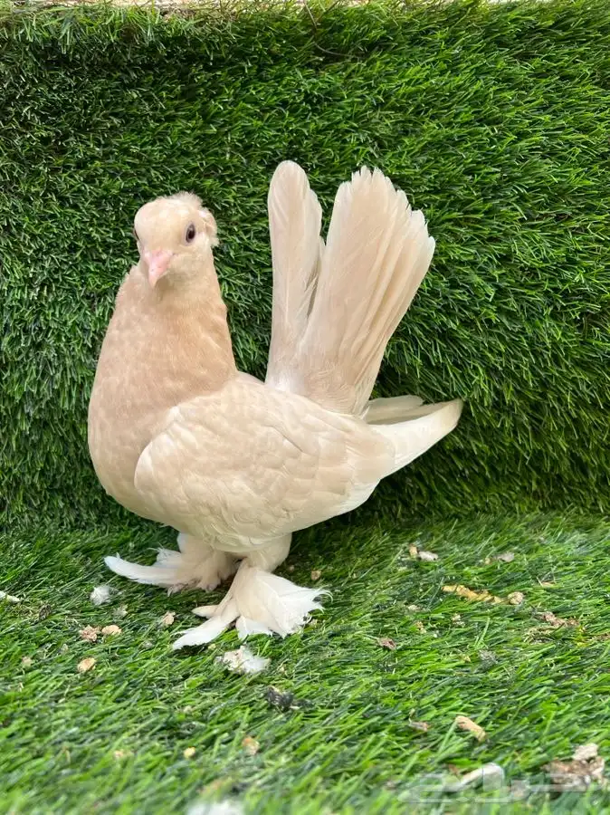 تم البيع كنرنقو ليمون 0