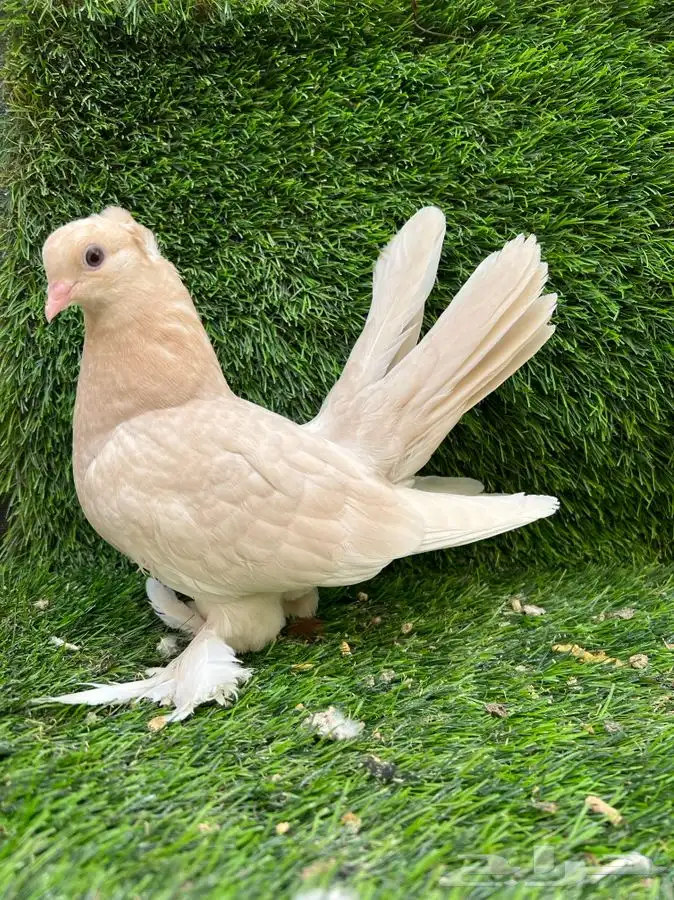 تم البيع كنرنقو ليمون 1