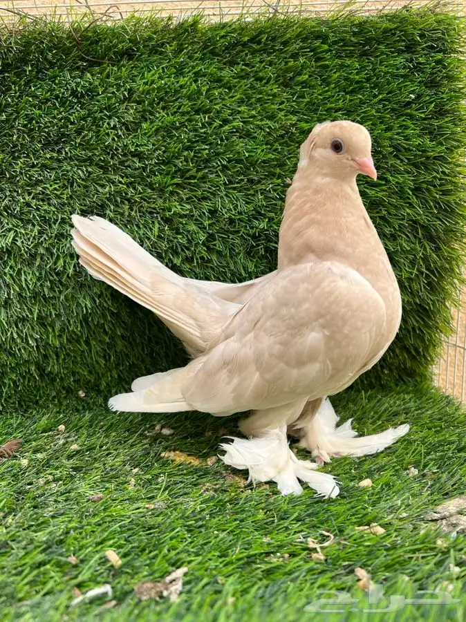 تم البيع كنرنقو ليمون 3