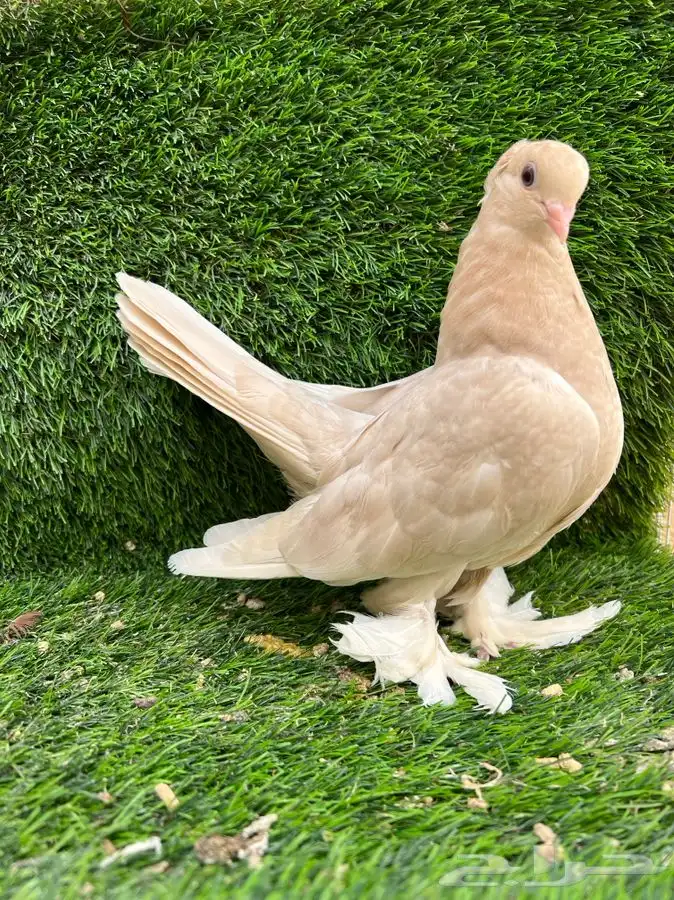 تم البيع كنرنقو ليمون 2