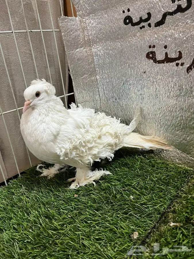 حمام مفتل 1