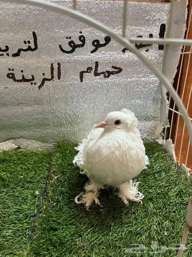حمام مفتل 3